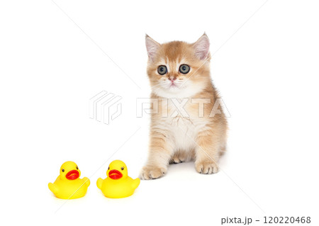 Small  kitten of the Scottish breed and a rubber duckling 120220468
