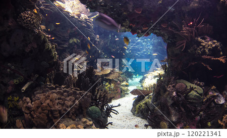 Fishes in Lisbon Oceanarium with rocks, Portugal timelapse Fishes in Lisbon Oceanarium with rocks, Portugal timelapse 120221341