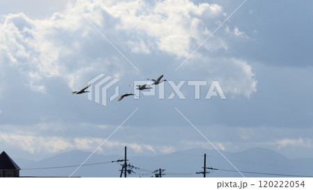 曇り空を飛ぶ四羽の白鳥 120222054