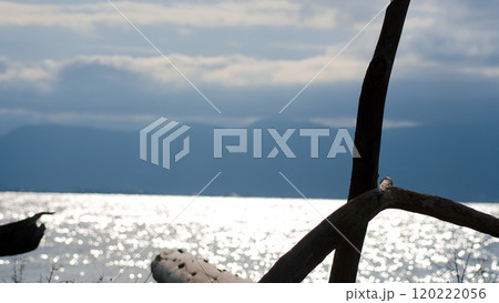 流木の向こうに広がる朝の湖面 流木の向こうに広がる朝の湖面 120222056