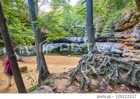 Ancient Forest Roots and Rocky Pool in Hocking Hills Eye-Level View 120222227