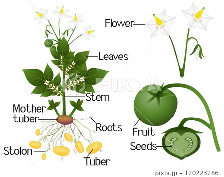 The illustration shows parts of a potato plant. The illustration shows parts of a potato plant. 120223286