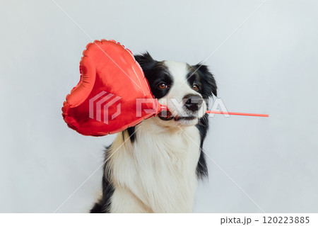 St. Valentine's Day concept. Funny cute puppy dog border collie holding red heart balloon in mouth isolated on white background. Lovely dog in love on valentines day gives gift St. Valentine's Day concept. Funny cute puppy dog border collie holding red heart balloon in mouth isolated on white background. Lovely dog in love on valentines day gives gift 120223885
