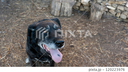 dog reveals a distinctive Cyanosis on its tongue, a benign, yet melanoma-prone skin anomaly, prompting awareness for pet health, Veterinary medicine, blue nevus 120223976