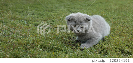 little gray lop-eared kitten sneaks across a green lawn, kitten hunting little gray lop-eared kitten sneaks across a green lawn, kitten hunting 120224191
