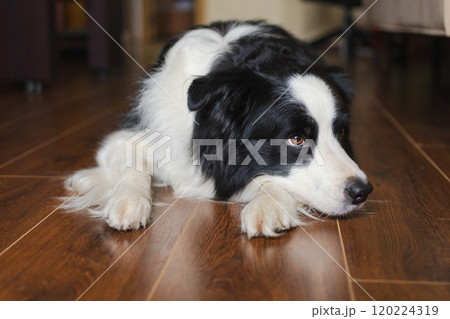 Cute puppy dog border collie lying down playing with funny face on floor at home indoors. Pet dog resting ready to sleep indoor. Funny emotional dog Love for pets friendship companion pet care Cute puppy dog border collie lying down playing with funny face on floor at home indoors. Pet dog resting ready to sleep indoor. Funny emotional dog Love for pets friendship companion pet care 120224319