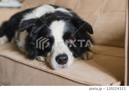 Cute puppy dog border collie lying down playing with funny face on couch at home indoors. Pet dog resting ready to sleep on cozy sofa. Funny emotional dog Love for pets friendship companion pet care Cute puppy dog border collie lying down playing with funny face on couch at home indoors. Pet dog resting ready to sleep on cozy sofa. Funny emotional dog Love for pets friendship companion pet care 120224321