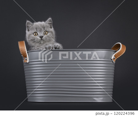 British Shorthair cat on black background 120224396