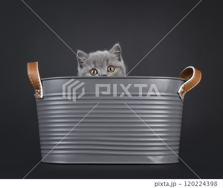 British Shorthair cat on black background British Shorthair cat on black background 120224398