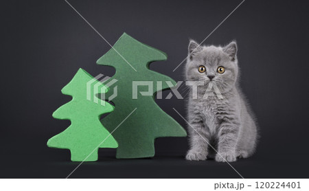 British Shorthair cat on black background British Shorthair cat on black background 120224401