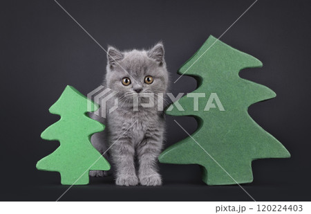 British Shorthair cat on black background 120224403
