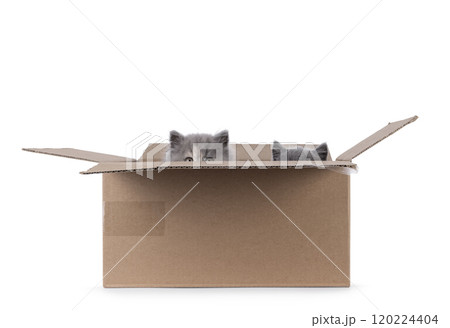 Cat and box on white background 120224404