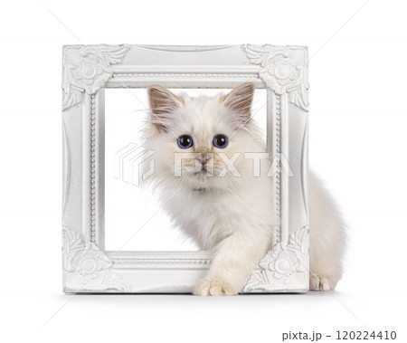 Sacred Birman cat kitten on white background Sacred Birman cat kitten on white background 120224410