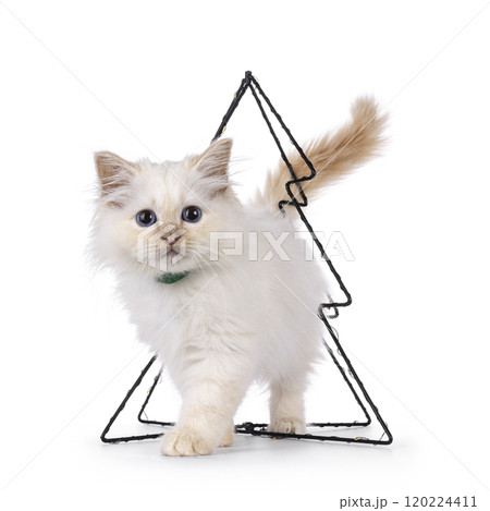 Sacred Birman cat kitten on white background 120224411