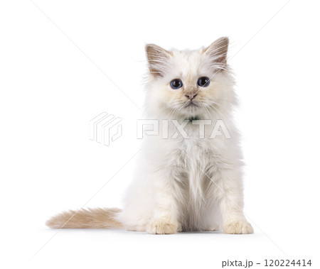 Sacred Birman cat kitten on white background 120224414
