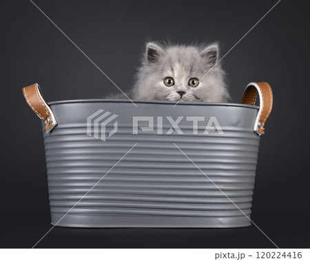 British Longhair cat kitten on black background 120224416