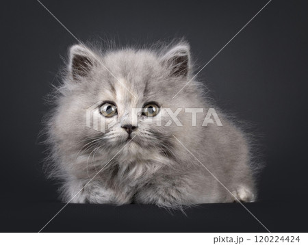 British Longhair cat kitten on black background British Longhair cat kitten on black background 120224424