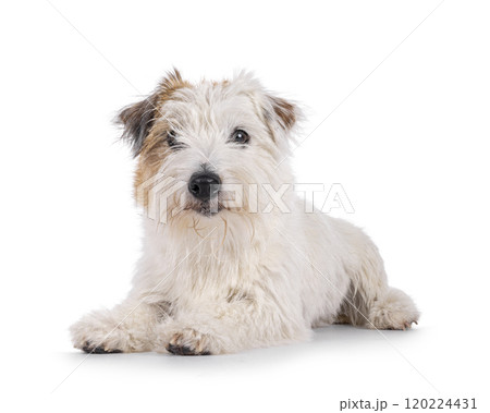 Jack Russell dog on white background Jack Russell dog on white background 120224431