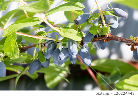 Honeysuckle branch with fruits. 120224445