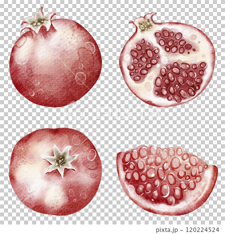 Watercolor illustration red pomegranate close-up on isolated background. Hand drawn fresh fruit garnet. Elements juicy food for icon or logo. 120224524