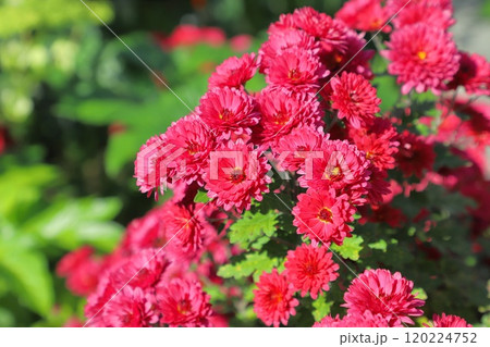 満開の赤い菊(アスター) 満開の赤い菊(アスター) 120224752