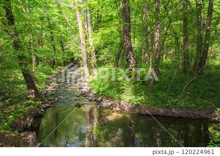 river in the forest. sunny day in spring. view from above 120224961