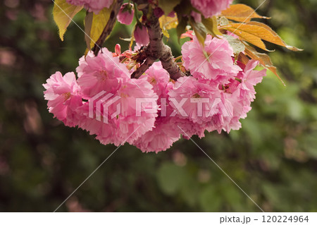 twig of sakura in full blossom closeup view.の写真素材