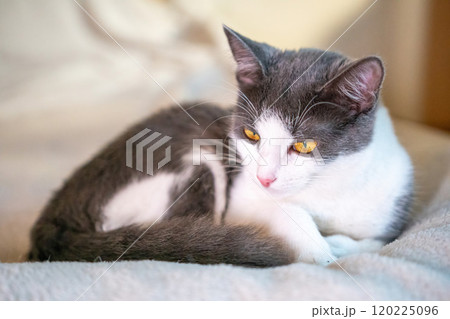 Cat, White, Gray - Cute Kitten Relaxing on Bed in Home Setting 120225096