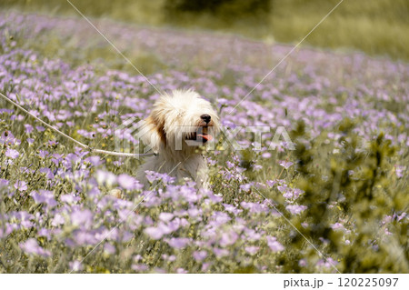 Dog walks in park in clearing among wild flowers and grass. Natural background with cute white dog puppy sitting on a summer Sunny meadow surrounded by flowers. 120225097
