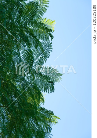 ジャカランダ 120225189