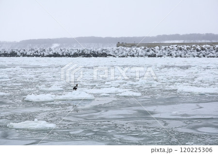 網走流氷砕氷船おーろら号からの景色 港 網走流氷砕氷船おーろら号からの景色 港 120225306