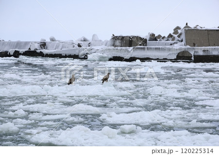 網走流氷砕氷船おーろら号からの景色 港 網走流氷砕氷船おーろら号からの景色 港 120225314