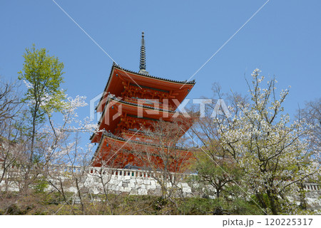 春の清水寺　三重塔　京都市東山区 120225317