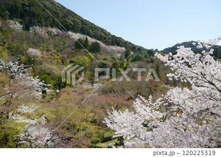 春の清水寺　境内の桜　京都市東山区 120225319