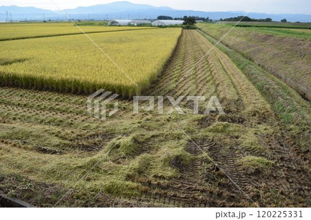 稲刈り作業中の田園風景 稲刈り作業中の田園風景 120225331
