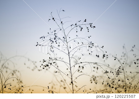 夜明け前の空と枯れ草 120225507
