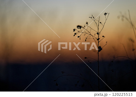 夜明け前の空と枯れ草 120225513