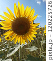 元気良く咲くひまわり 120225726