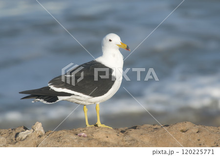 seagull perched on the beach , in Mar del Plata , Buenos Aires province , Argentina 120225771