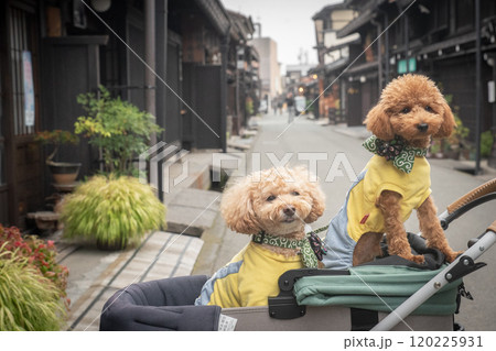 飛騨高山で犬と散歩 120225931
