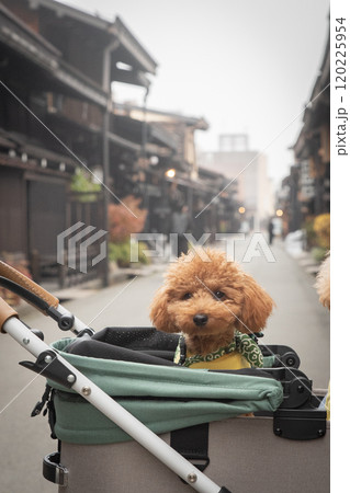 飛騨高山で犬と散歩 飛騨高山で犬と散歩 120225954