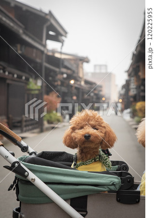 飛騨高山で犬と散歩 飛騨高山で犬と散歩 120225955