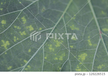 オクラの葉に出来た糸状菌 うどんこ病 オクラの葉に出来た糸状菌 うどんこ病 120226515