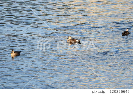 マガモ　柏尾川 120226643
