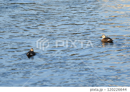 マガモ　柏尾川 120226644