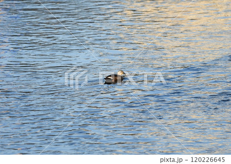 マガモ　柏尾川 120226645