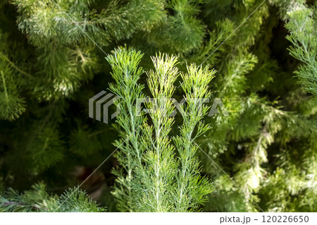 密生した葉の質感、また色が魅力的なアデナントス・セリケウス 密生した葉の質感、また色が魅力的なアデナントス・セリケウス 120226650