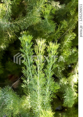 密生した葉の質感、また色が魅力的なアデナントス・セリケウス 密生した葉の質感、また色が魅力的なアデナントス・セリケウス 120226651