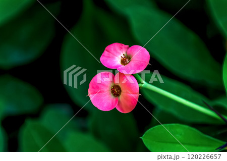 花キリンに似ているユーフォルビア・ゴットレベイ 花キリンに似ているユーフォルビア・ゴットレベイ 120226657