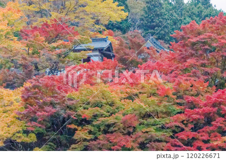 紅葉と寺院 120226671
